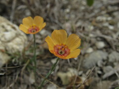 Linum puberulum