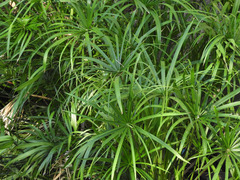 Cyperus alternifolius