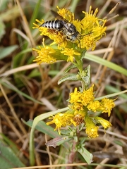 Coelioxys rufitarsis