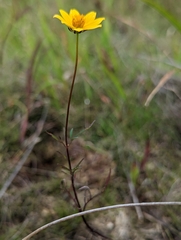 Bidens trichosperma