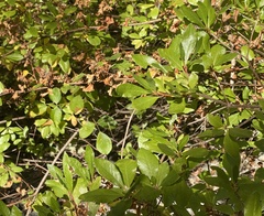 Rhododendron occidentale