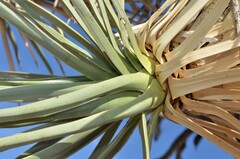 Yucca brevifolia
