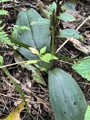 Galearis spectabilis