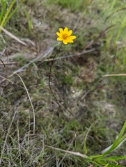 Bidens trichosperma