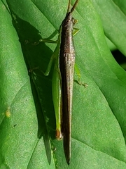Stenopola dorsalis