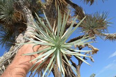 Yucca brevifolia