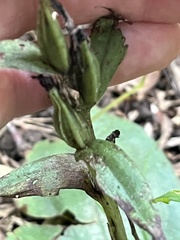 Galearis spectabilis