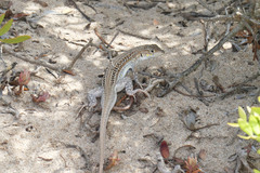 Acanthodactylus erythrurus