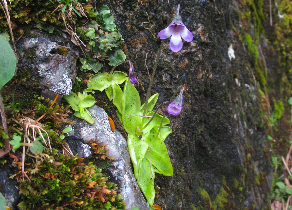 Common butterwort