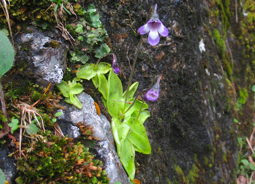 Common Butterwort