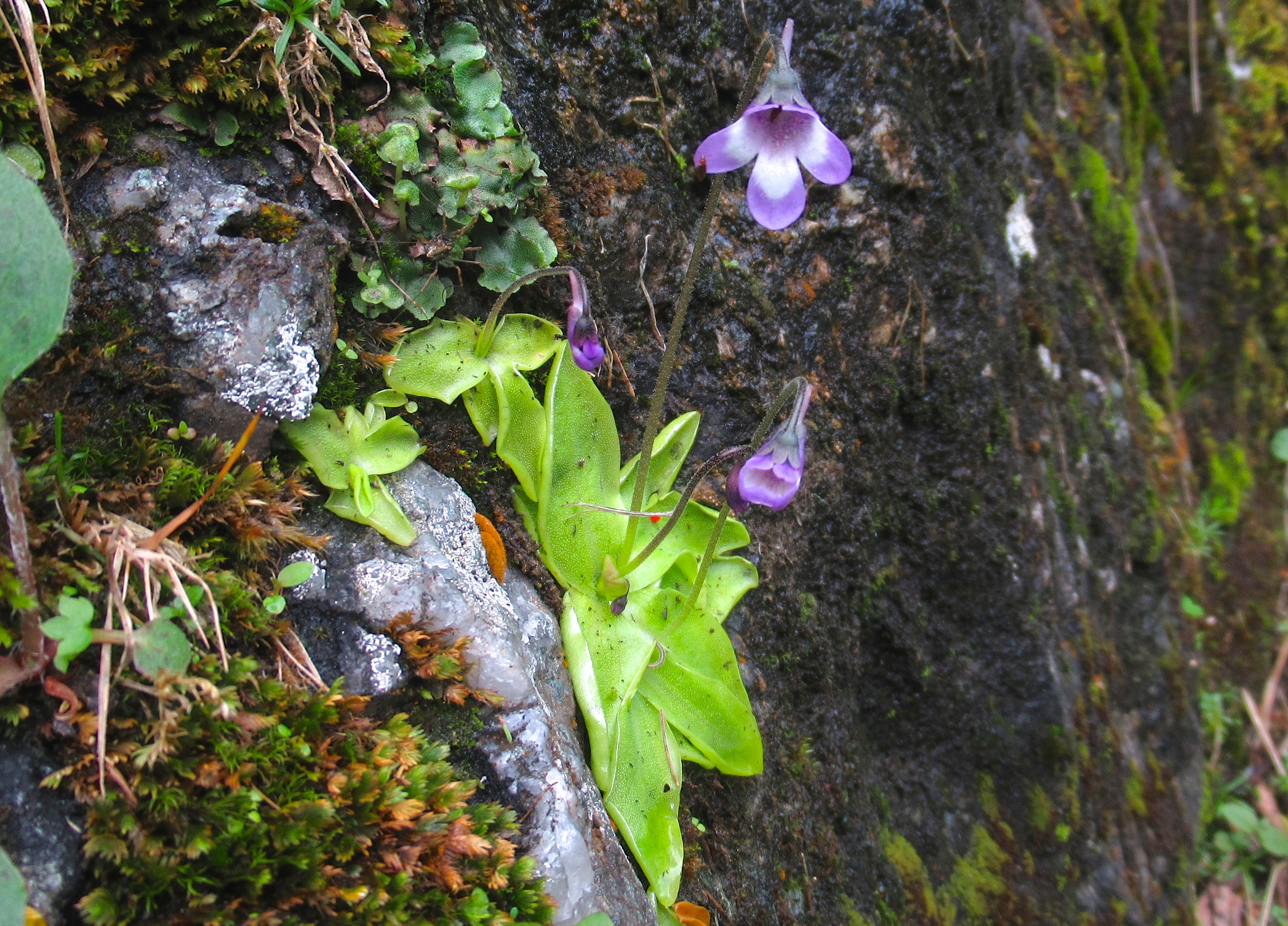 Pinguicula vulgaris
