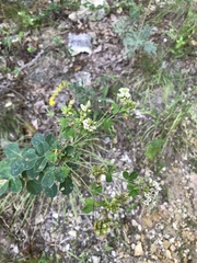 Lespedeza