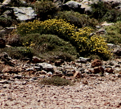Helichrysum italicum