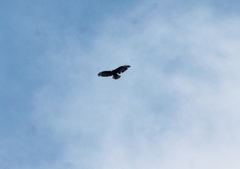 Buteo brachyurus