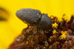 Odontocorynus