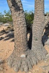 Yucca brevifolia