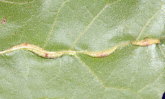 Macrodiplosis qoruca