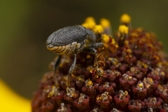 Odontocorynus