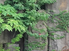 Calliandra tergemina emarginata