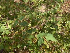 Physocarpus capitatus