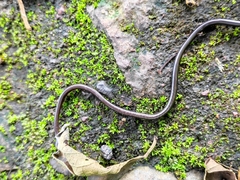 Epictia ater