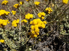 Helichrysum italicum