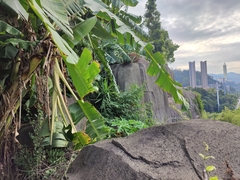 Calliandra tergemina emarginata