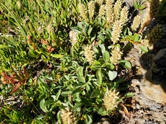 Salix petrophila