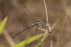 Austroargiolestes icteromelas