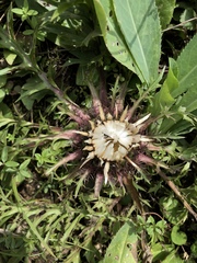 Carlina acaulis