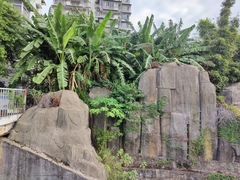 Calliandra tergemina emarginata