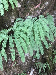 Adiantum aleuticum