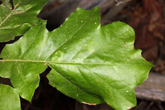 Macrodiplosis qoruca