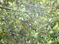 Setophaga discolor