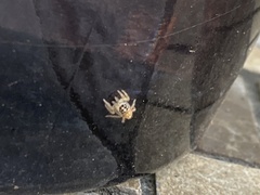 Araneae