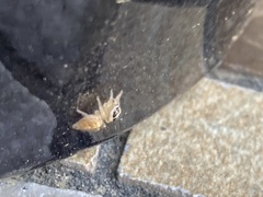 Araneae