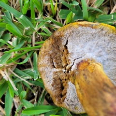 Pulchroboletus rubricitrinus