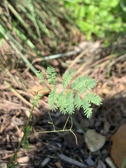Desmanthus leptolobus