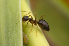 Prenolepis imparis