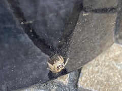 Araneae