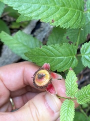 Rubus illecebrosus