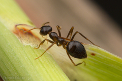Prenolepis imparis