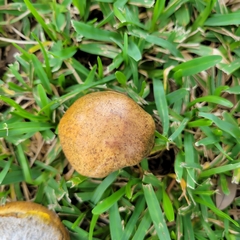 Pulchroboletus rubricitrinus