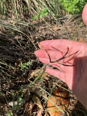 Desmanthus leptolobus