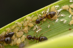 Prenolepis imparis