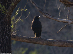 Buteogallus urubitinga