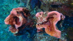 Petrosia pellasarca