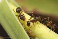 Prenolepis imparis