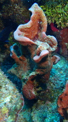 Petrosia pellasarca
