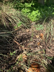 Desmanthus leptolobus